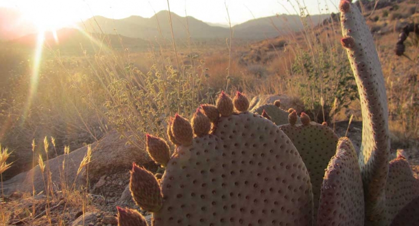 Cacti appear in the foreground of a desert landscape with mountains in the background. 